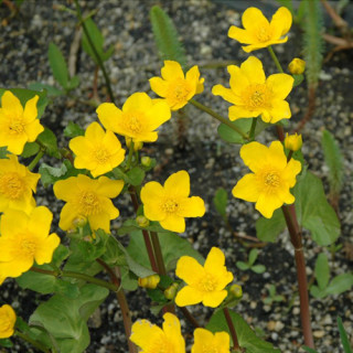 Калюжниця болотна 'Auenwald' (Caltha palustris 'Auenwald')