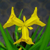 Півники болотні (Iris pseudacorus)
