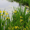 Півники болотні (Iris pseudacorus)