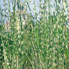 Комиш 'Zebrinus'  (Scirpus tabernaemontani 'Zebrinus')