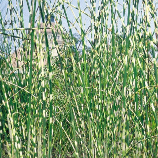 Комиш 'Zebrinus'  (Scirpus tabernaemontani 'Zebrinus')