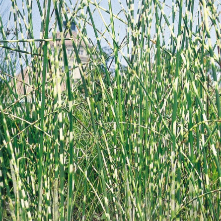 Комиш 'Zebrinus'  (Scirpus tabernaemontani 'Zebrinus')