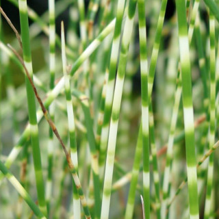Комиш 'Zebrinus'  (Scirpus tabernaemontani 'Zebrinus')