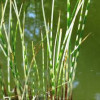 Комиш 'Zebrinus'  (Scirpus tabernaemontani 'Zebrinus')