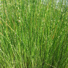 Комиш 'Zebrinus'  (Scirpus tabernaemontani 'Zebrinus')