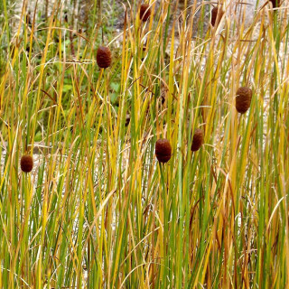 Рогіз малий (Typha minima)