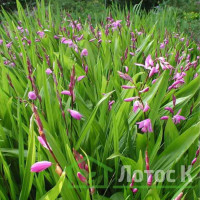 Блетілла смугаста (Bletilla striata)