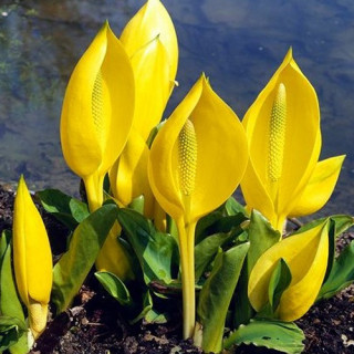 Лизихитон американский (Lysichiton americanus)