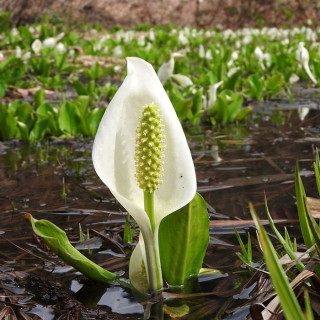 Лизихитон камчатский (Lysichiton camtschatcensis)