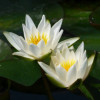 Німфея 'Pygmaea Alba' (Nymphaea 'Pygmaea Alba')