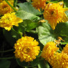 Калужниця болотна 'Multiplex' (Caltha palustris 'Multiplex')