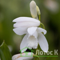Блетілла cмугаста 'Alba' (Bletilla striata 'Alba')