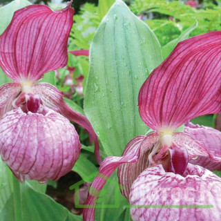 Ципріпедіум (Cypripedium ventricosum)
