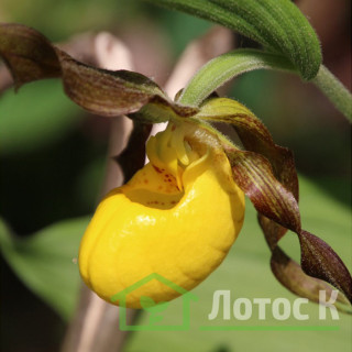 Ципріпедіум/Зозулині черевички дрібнолисті (Cypripedium pubescens)