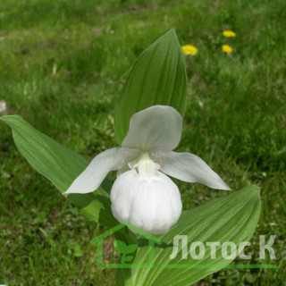 Ципріпедіум/Чобіток королеви білий (Cypripedium reginae alba)