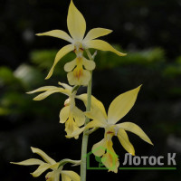 Калантея Зимбольда  (Calanthe sieboldii)