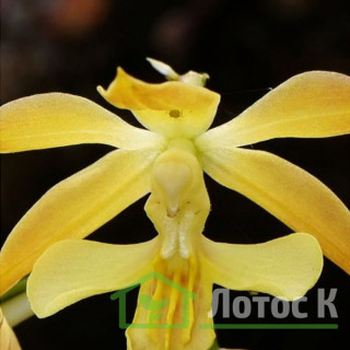 Каланта Зибольта (Calanthe sieboldii)