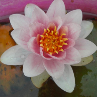 Німфея 'Fabiola' (Nymphaea 'Fabiola')