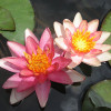  Німфея 'Indiana' (Nymphaea 'Indiana')