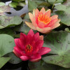  Німфея 'Indiana' (Nymphaea 'Indiana')