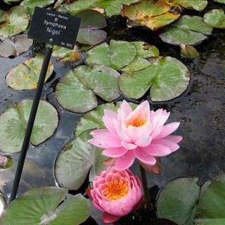 Німфея 'Nigel' (Nymphaea 'Nigel')