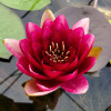 Німфея 'Perry's Baby Red' (Nymphaea 'Perry's Baby Red')