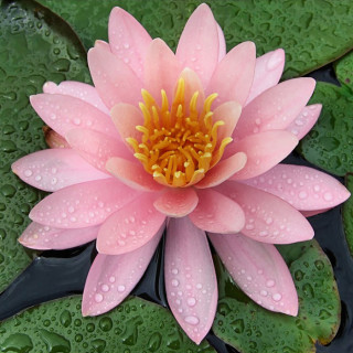 Німфея 'Pink Opal' (Nymphaea 'Pink Opal')
