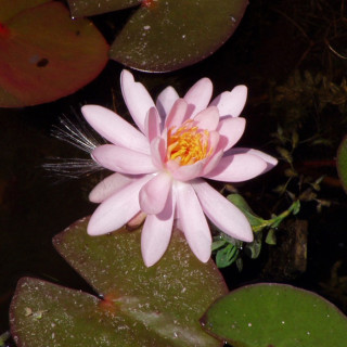 Німфея 'Pink Opal' (Nymphaea 'Pink Opal')