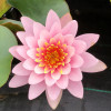 Нимфея 'Pink Opal' (Nymphaea 'Pink Opal')