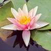 Німфея 'Sioux' (Nymphaea 'Sioux')