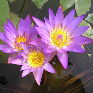 Німфея 'Tina' (Nymphaea 'Tina')