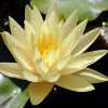 Німфея 'Texas Dawn' (Nymphaea  'Texas Dawn')