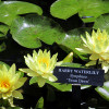Німфея 'Texas Dawn' (Nymphaea  'Texas Dawn')