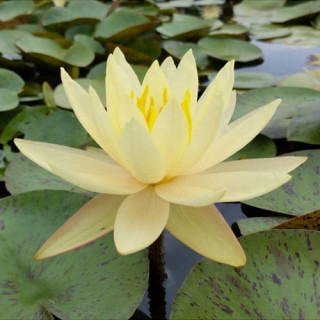 Німфея 'Texas Dawn' (Nymphaea  'Texas Dawn')