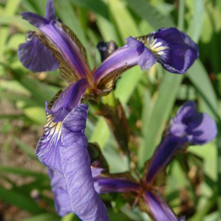 Ірис щетинистий 'Kirganune' (Iris setosa 'Kirganune')