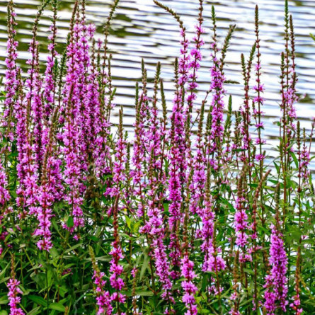 Плакун верболистый (Lythrum salicaria)