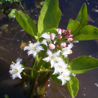 Бовівник трилистий (Menyanthes trifoliata)