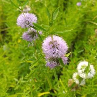 М'ята водяна (Mentha cervina)