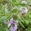 М'ята водяна (Mentha cervina)