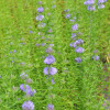 М'ята водяна (Mentha cervina)