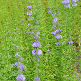 М'ята водяна (Mentha cervina)