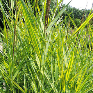 Очерет звичайний 'Variegatus' (Phragmites australis 'Variegatus')