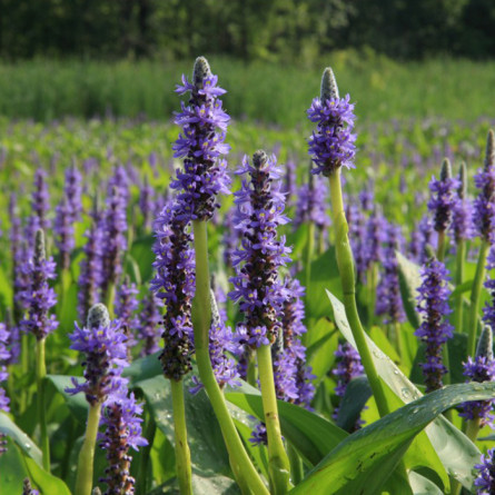 Понтедерия сердцелистная 'Blue' (Pontederia cordata 'Blue')
