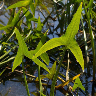 Стрілиця широка 'Jumbo' (Sagittaria 'Jumbo')