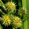 Їжача голівка пряма (Sparganium erectum)