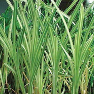Рогіз широколистий 'Variegata' (Typha latifolia 'Variegata')
