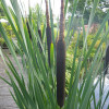 Рогіз широколистий 'Variegata' (Typha latifolia 'Variegata')