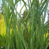 Рогіз широколистий 'Variegata' (Typha latifolia 'Variegata')