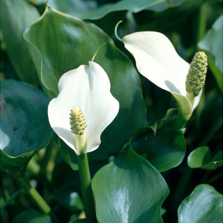 Калла болотна (Calla palustris) 