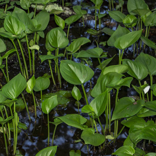 Калла болотна (Calla palustris) 